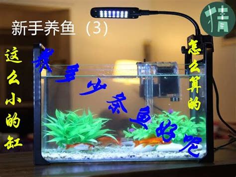 養幾隻魚比較好|養對魚數：財運滾滾來